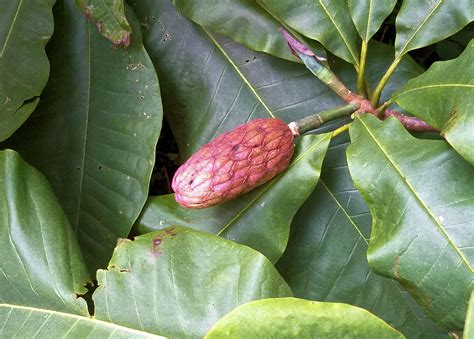 fruity magnolia|magnolia tree fruit edible.